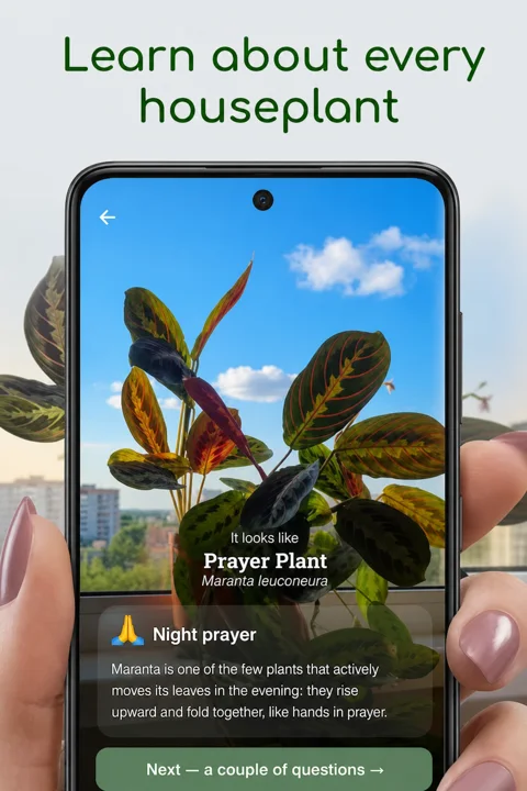 Planto identifying a plant from a camera photo.